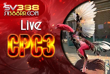 Live đá gà trực tiếp CPC3