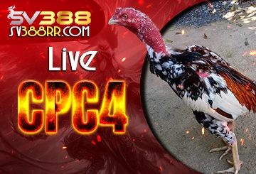 Live đá gà trực tiếp CPC4