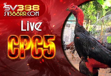 Live đá gà trực tiếp CPC5