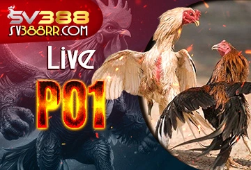 Live đá gà trực tiếp PO1