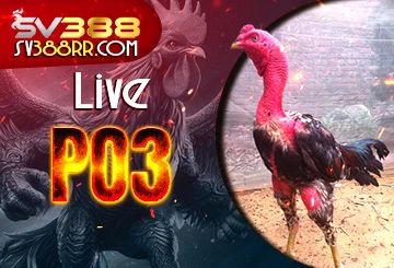 Live đá gà trực tiếp PO3