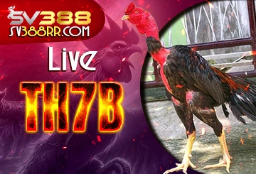 Live đá gà trực tiếp TH7B