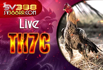 Live đá gà trực tiếp TH7C
